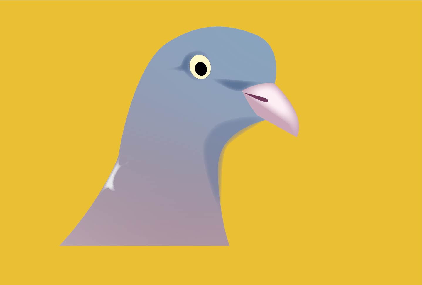 Le pigeon ramier